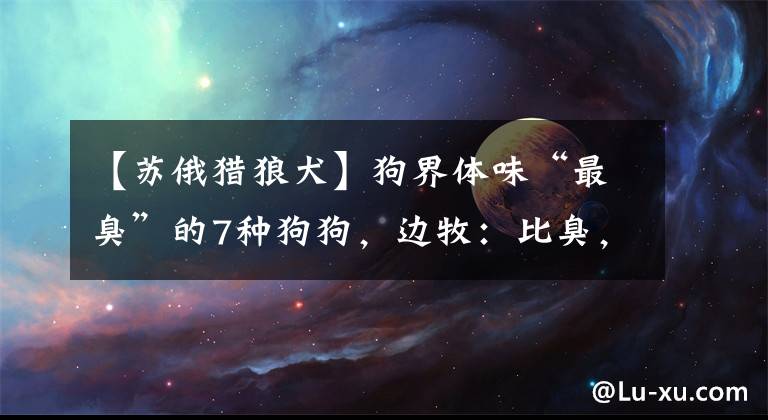 【苏俄猎狼犬】狗界体味“最臭”的7种狗狗，边牧：比臭，你们赢了