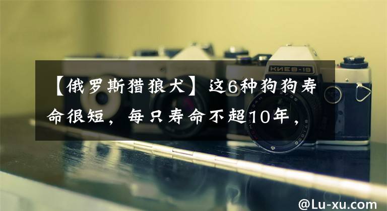 【俄罗斯猎狼犬】这6种狗狗寿命很短,每只寿命不超10年,罗威纳上榜