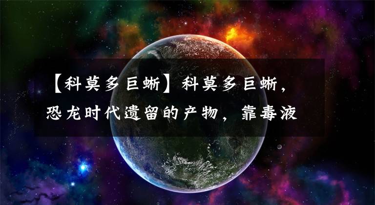 【科莫多巨蜥】科莫多巨蜥，恐龙时代遗留的产物，靠毒液猎杀大型动物