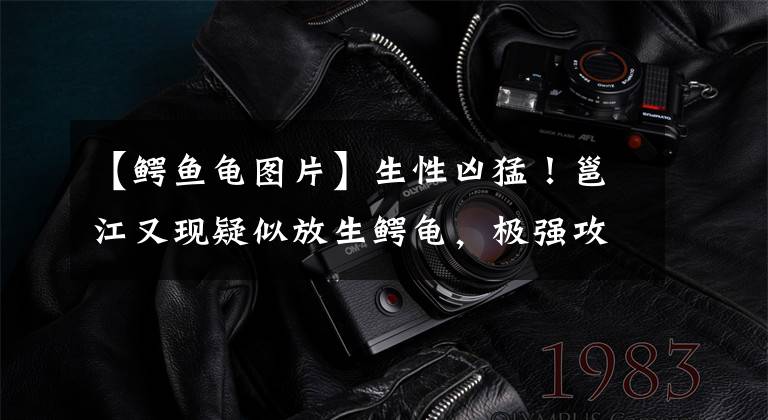 【鳄鱼龟图片】生性凶猛!邕江又现疑似放生鳄龟,极强攻击力吓坏游泳市民