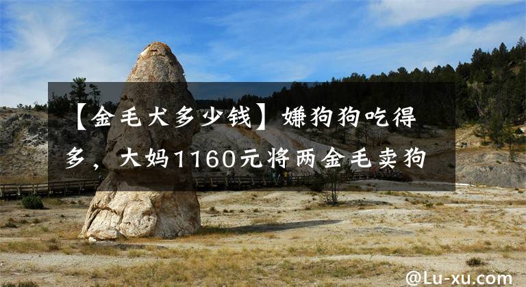 【金毛犬多少钱】嫌狗狗吃得多,大妈1160元将两金毛卖狗肉车,大妈:喂得烦死了