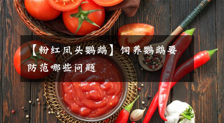 【粉红凤头鹦鹉】饲养鹦鹉要防范哪些问题