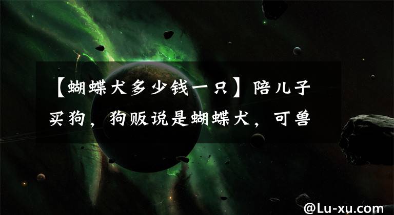 【蝴蝶犬多少钱一只】陪儿子买狗,狗贩说是蝴蝶犬,可兽医的说法却令人出乎意料!