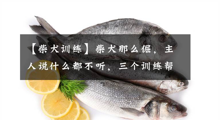 【柴犬训练】柴犬那么倔，主人说什么都不听，三个训练帮你驯服爱不听话的柴犬