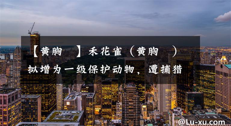 【黄胸鹀】禾花雀（黄胸鹀）拟增为一级保护动物，遭捕猎食用致数量锐减