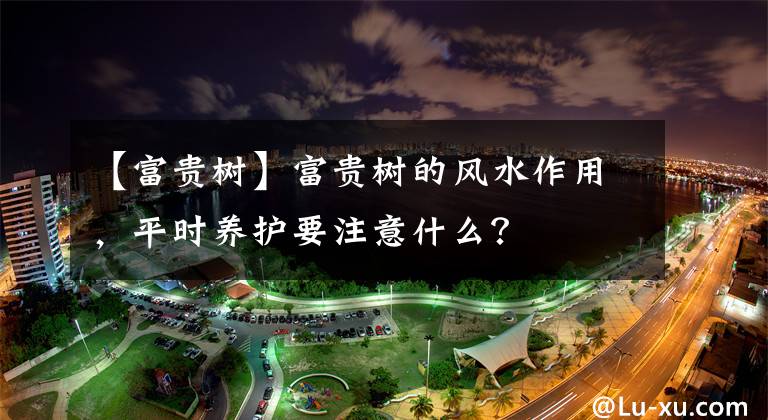 【富贵树】富贵树的风水作用,平时养护要注意什么?