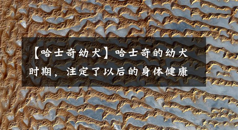 【哈士奇幼犬】哈士奇的幼犬时期,注定了以后的身体健康,主人要如何饲养