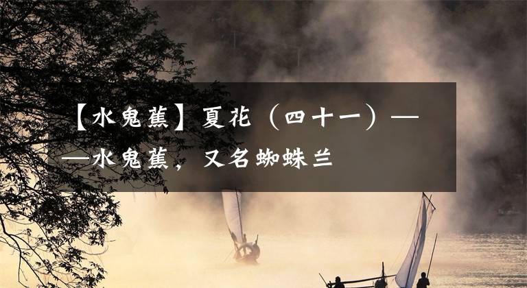 【水鬼蕉】夏花（四十一）——水鬼蕉，又名蜘蛛兰