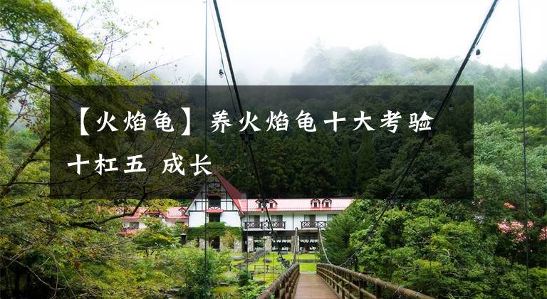 【火焰龟】养火焰龟十大考验十杠五 成长