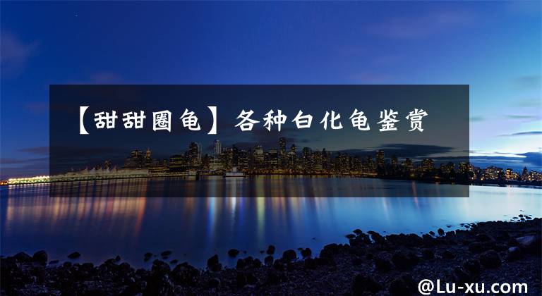 【甜甜圈龟】各种白化龟鉴赏