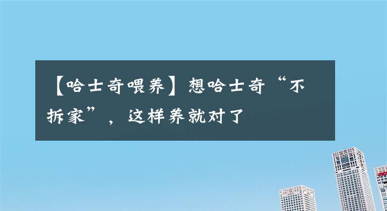 【哈士奇喂养】想哈士奇“不拆家”，这样养就对了