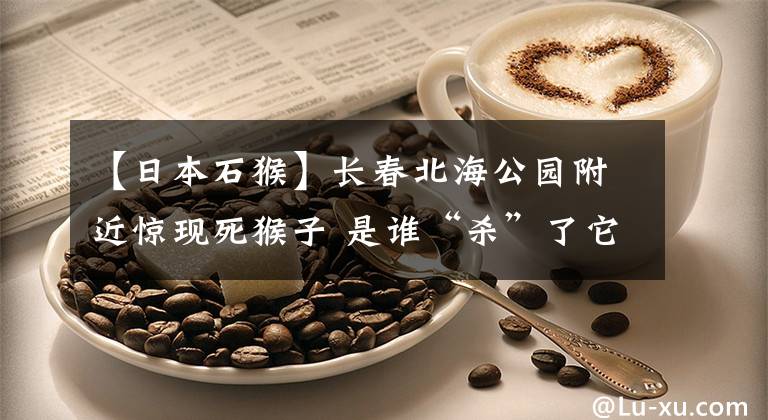 【日本石猴】长春北海公园附近惊现死猴子 是谁“杀”了它？