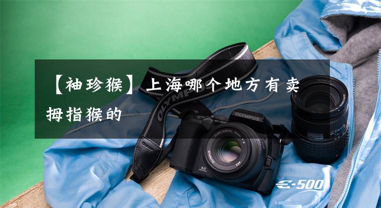 【袖珍猴】上海哪个地方有卖拇指猴的