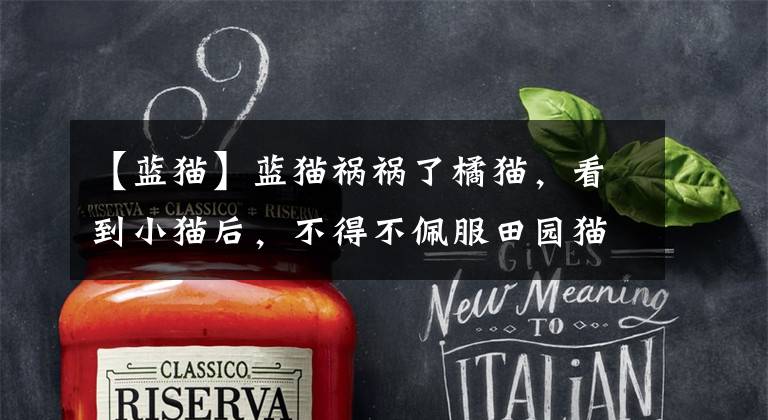 【蓝猫】蓝猫祸祸了橘猫,看到小猫后,不得不佩服田园猫的基因强大