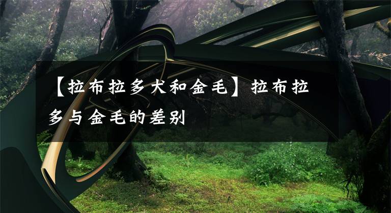 【拉布拉多犬和金毛】拉布拉多与金毛的差别