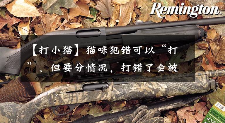 【打小猫】猫咪犯错可以“打”，但要分情况，打错了会被猫咪报复