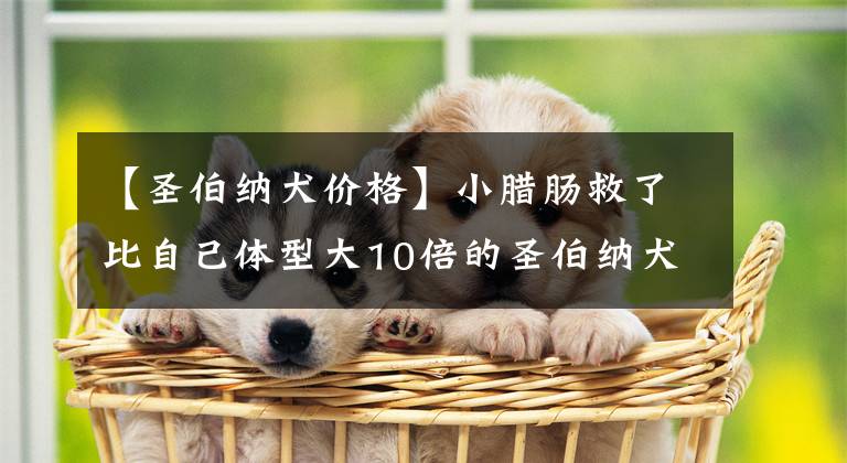 【圣伯纳犬价格】小腊肠救了比自己体型大10倍的圣伯纳犬，因为它们是好朋友