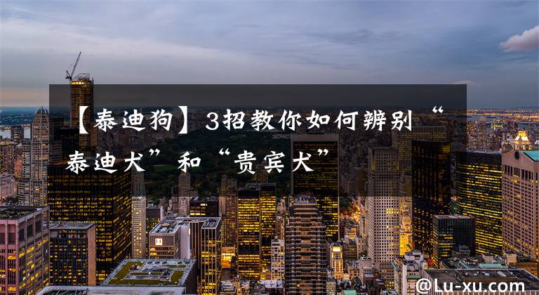 【泰迪狗】3招教你如何辨别“泰迪犬”和“贵宾犬”