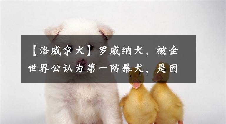 【洛威拿犬】罗威纳犬，被全世界公认为第一防暴犬，是因它有这么多优点