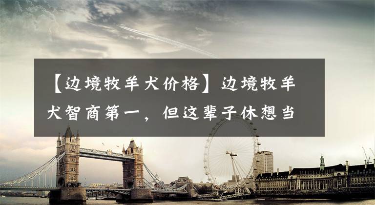 【边境牧羊犬价格】边境牧羊犬智商第一,但这辈子休想当警犬