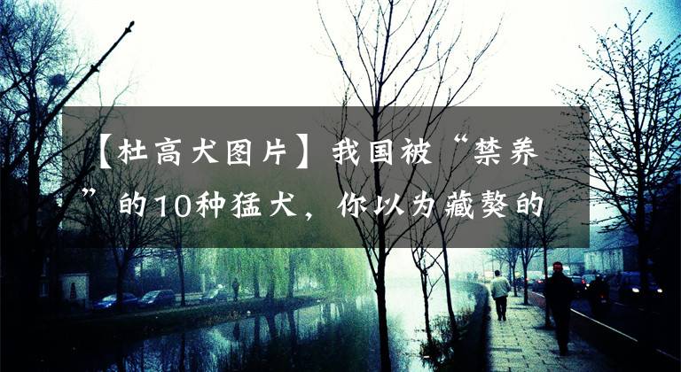 【杜高犬图片】我国被“禁养”的10种猛犬,你以为藏獒的战斗力真的很弱吗?