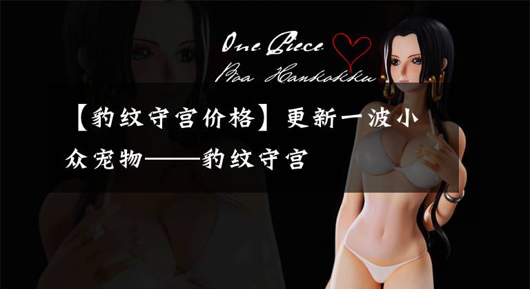 【豹纹守宫价格】更新一波小众宠物——豹纹守宫