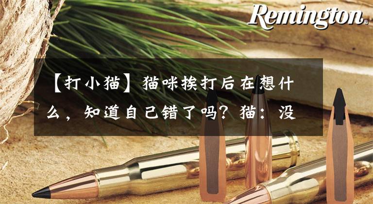 【打小猫】猫咪挨打后在想什么，知道自己错了吗？猫：没抓现行你凭什么打我