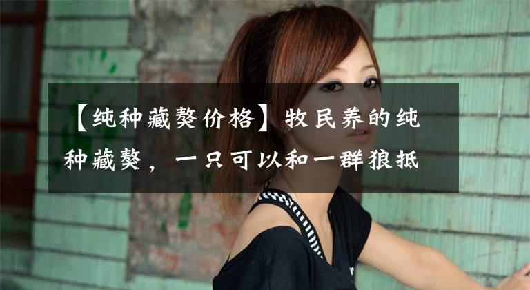 【纯种藏獒价格】牧民养的纯种藏獒,一只可以和一群狼抵抗,一点不怂