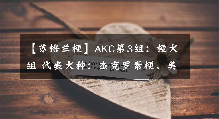 【苏格兰梗】AKC第3组:梗犬组 代表犬种:杰克罗素梗、美国斯塔福梗