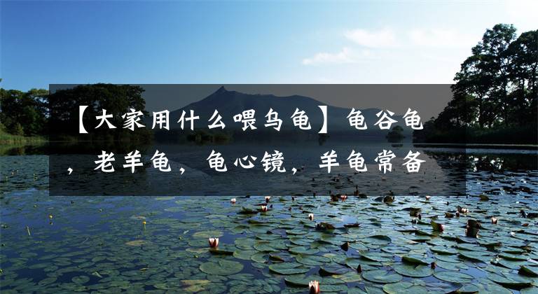 【大家用什么喂乌龟】龟谷龟,老羊龟,龟心镜,羊龟常备药。