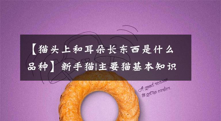 【猫头上和耳朵长东西是什么品种】新手猫|主要猫基本知识