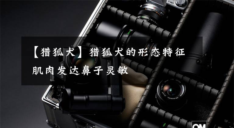 【猎狐犬】猎狐犬的形态特征 肌肉发达鼻子灵敏