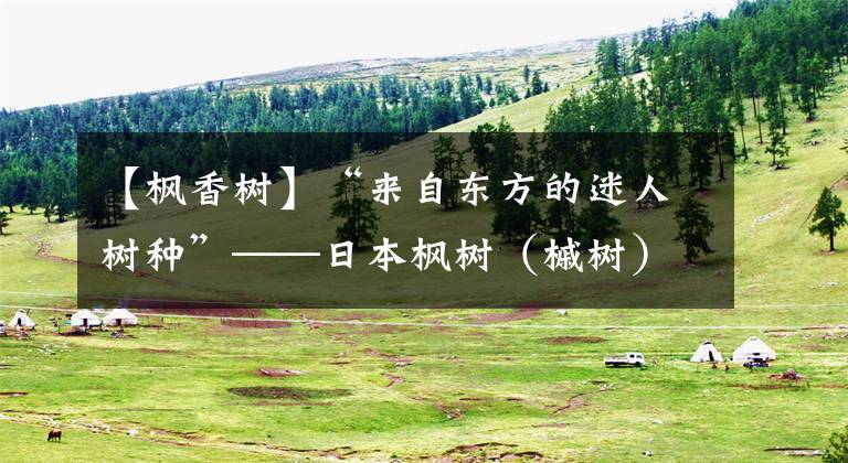 【枫香树】“来自东方的迷人树种”——日本枫树(槭树)养护指南