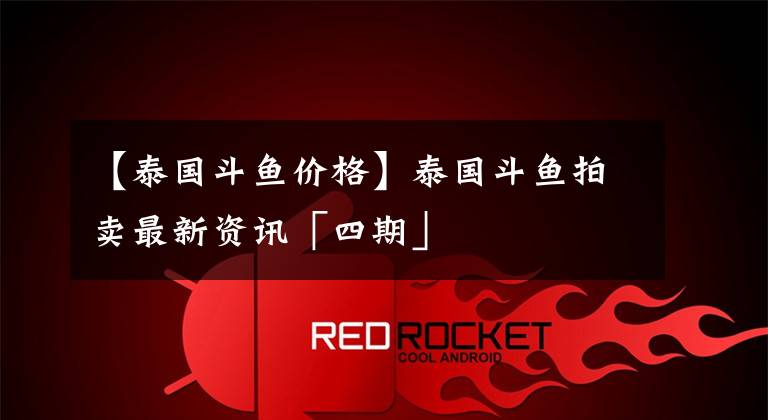 【泰国斗鱼价格】泰国斗鱼拍卖最新资讯「四期」