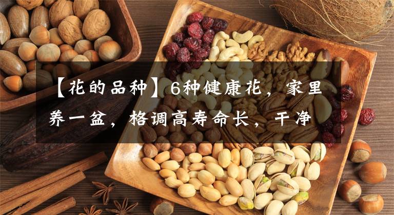 【花的品种】6种健康花，家里养一盆，格调高寿命长，干净，健康，运气好