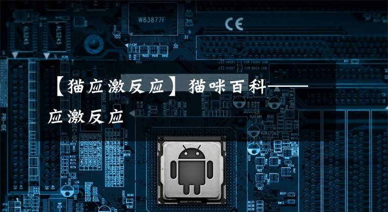 【猫应激反应】猫咪百科——应激反应