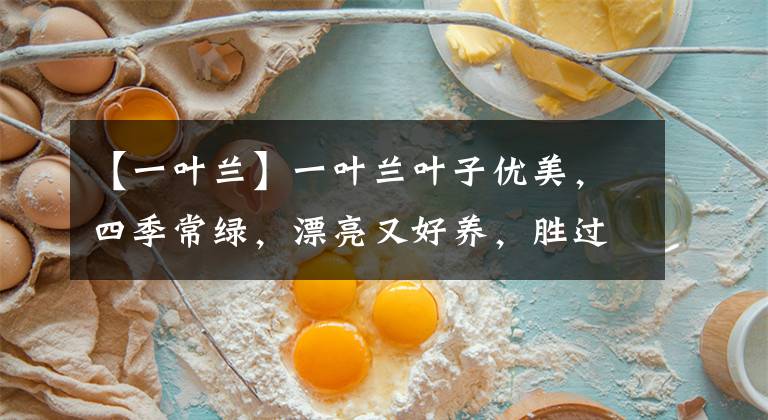 【一叶兰】一叶兰叶子优美，四季常绿，漂亮又好养，胜过绿萝