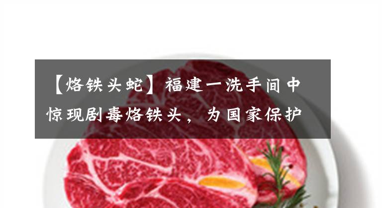 【烙铁头蛇】福建一洗手间中惊现剧毒烙铁头，为国家保护动物，这蛇有多毒？