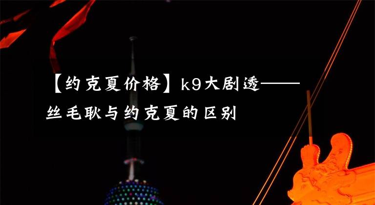 【约克夏价格】k9大剧透——丝毛耿与约克夏的区别