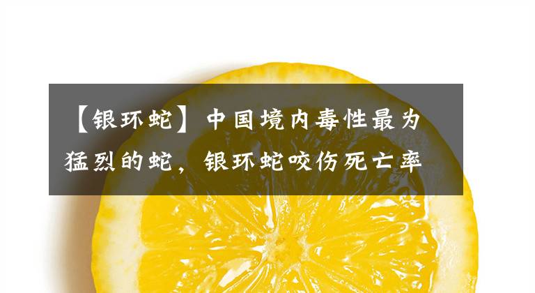 【银环蛇】中国境内毒性最为猛烈的蛇,银环蛇咬伤死亡率极高