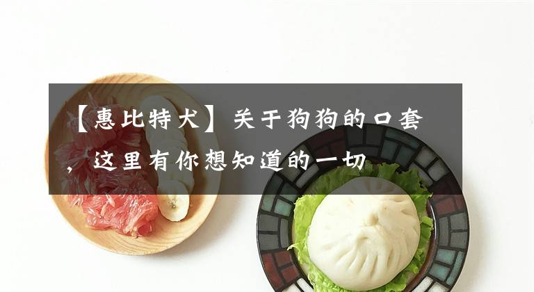 【惠比特犬】关于狗狗的口套，这里有你想知道的一切