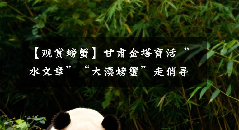 【观赏螃蟹】甘肃金塔育活“水文章”“大漠螃蟹”走俏寻常人家