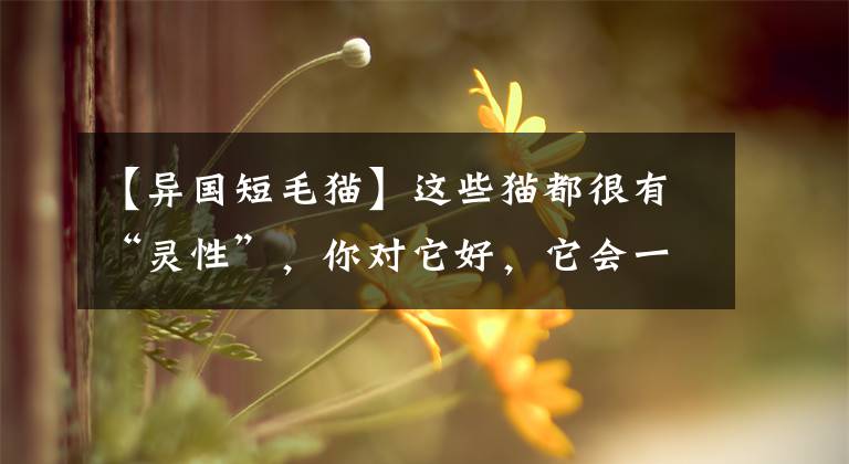 【异国短毛猫】这些猫都很有“灵性”,你对它好,它会一辈子跟着你