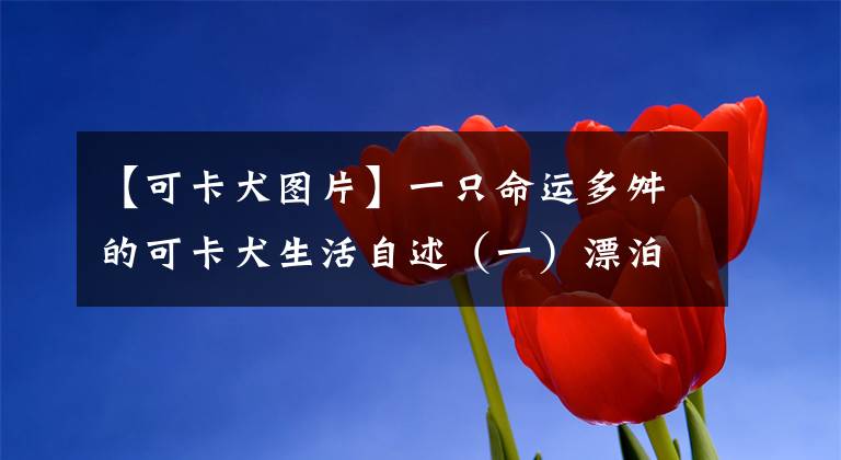 【可卡犬图片】一只命运多舛的可卡犬生活自述(一)漂泊的生活