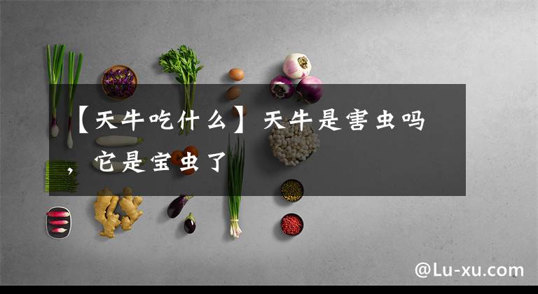 【天牛吃什么】天牛是害虫吗,它是宝虫了