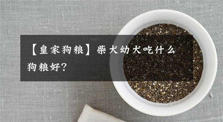 【皇家狗粮】柴犬幼犬吃什么狗粮好？