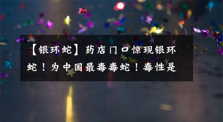 【银环蛇】药店门口惊现银环蛇!为中国最毒毒蛇!毒性是眼镜王蛇的10倍
