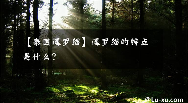 【泰国暹罗猫】暹罗猫的特点是什么?