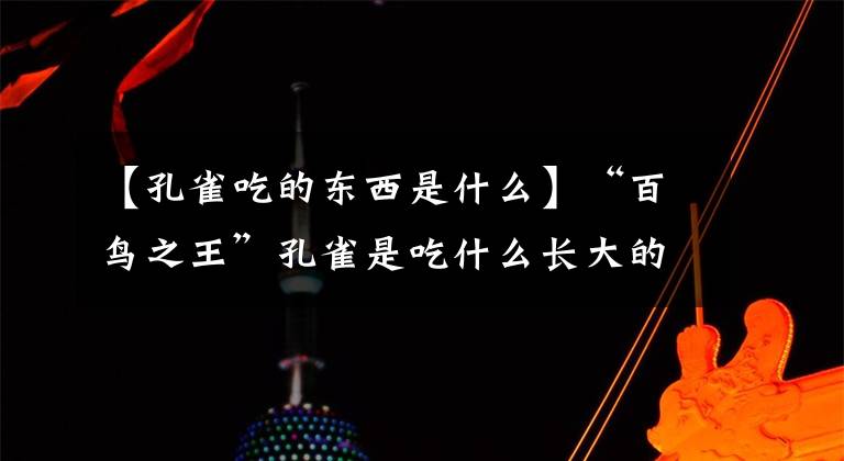 【孔雀吃的东西是什么】“百鸟之王”孔雀是吃什么长大的？肉还是饲料？