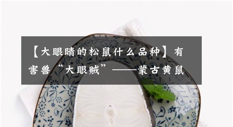 【大眼睛的松鼠什么品种】有害兽“大眼贼”——蒙古黄鼠